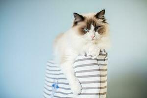 Young beautiful purebred Ragdoll cat at home photo