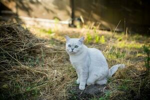 Scottish cat chinchilla with straight ears walks on outdoors photo