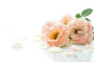 bouquet of beautiful roses isolated on white photo