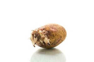 old potato seedling with young sprouts on white background photo