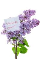 bouquet of beautiful spring flowers of lilac on white background photo