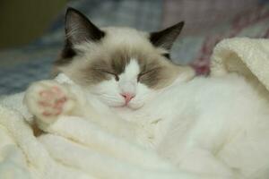 Young beautiful purebred Ragdoll cat at home photo