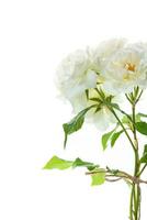 bouquet of beautiful white roses isolated on white photo