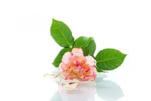 bright pinkrose with green leaves, on a white background photo