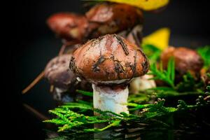 forest mushrooms with leaves, branches and fir trees on black background photo