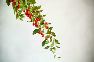 Branch with ripe red goji berry on grey background photo