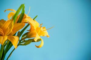 bouquet of beautiful yellow lilies on blue background photo