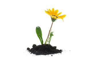 yellow blooming flower grows in the ground, on white background. photo