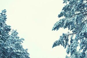 nuevo años víspera. conífero abeto rama. congelado invierno bosque con nieve cubierto arboles foto