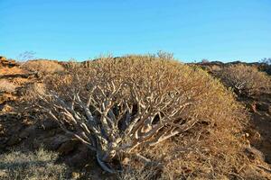 Scenic desert landscape photo