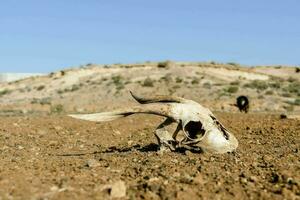 a dead goat skull lying in the dirt photo