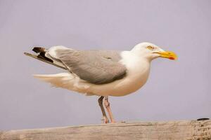 a seagull standing on a wooden post photo