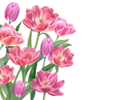 üppig Strauß mit Blühen Tulpen. Blumen mit Grün Blätter, Stiele. Frühling Romantik Komposition mit Kopieren Raum zum Text. Aquarell Illustration. zum speichern das Datum, Valentinsgrüße Tag Karten png