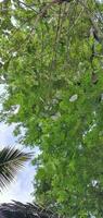 a bird is flying above a tree photo