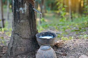 The cuts on the rubber trees allow the white latex to flow into the latex cups that the gardeners left in the early morning. Soft and selective focus. photo