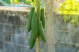 Papaya tree in full fruit, planted next to the fence The fruit is a yaw-shaped shape with a pointed tip. The raw fruit has a green peel. There is white latex. The flesh inside is greenish white. photo