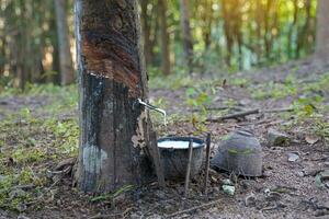 The cuts on the rubber trees allow the white latex to flow into the latex cups that the gardeners left in the early morning. Soft and selective focus. photo