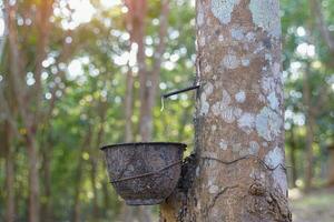 The cuts on the rubber trees allow the white latex to flow into the latex cups that the gardeners left in the early morning. Soft and selective focus. photo