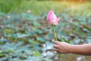 mano participación rosado sagrado loto flor escogido desde un loto estanque. suave y selectivo enfocar. foto