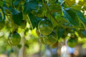 Raw passion fruit on the tree have a round or oval shape Shell color varies by species. such as the purple variety Yellow and yellow. Fruit peel is thick, glossy, inside the fruit contains many seeds. photo