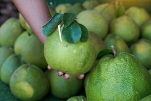 Pummelo held in the hand of an Asian woman on the background of a pile of pomelo. It is a fruit with a sour taste. or sweet and sour until completely sweet Some varieties may have a bitter taste. photo