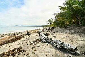 a beach with driftwood and palm trees photo