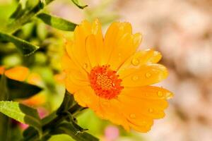 un brillante naranja flor con agua gotas en eso foto