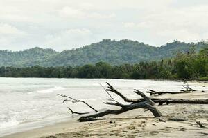 un playa con madera flotante y palma arboles foto