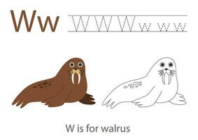 Tracing alphabet letters with cute animals. Color cute walrus. Trace letter W. vector