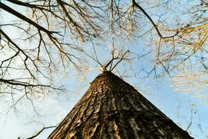 a view up at the top of a tree photo