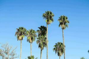 palm trees against a blue sky photo