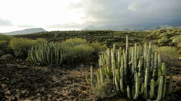 cactus plants in the desert with mountains in the background photo