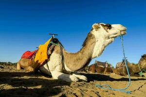 camels in the desert with a blue sky photo