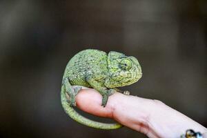 a small green chamelon sitting on top of a finger photo