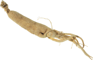 ginseng cut out on transparent background. png