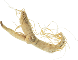 ginseng Couper en dehors sur transparent Contexte. png