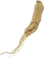 ginseng cortar fuera en transparente antecedentes. png