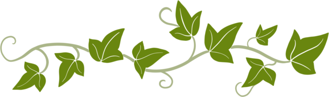 ivy vine illustration png