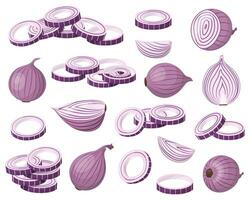 A set of red onions. The onion is cut in half, rings and slices. Isolated vector illustration