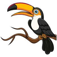 Toucans bird cartoon on tree branch vector