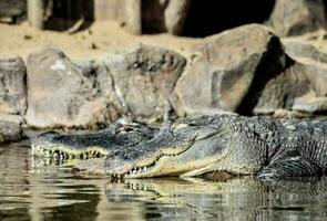 two alligators are resting in the water photo