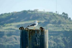 a seagull sitting on top of a post near the ocean photo