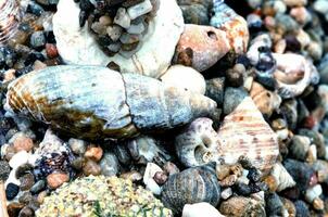 a close up of a bunch of shells on the ground photo