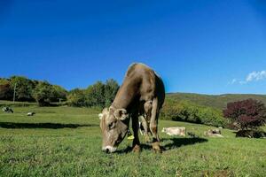 a cow grazing in a field with other cows photo