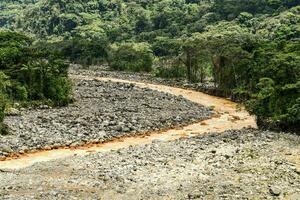 a river in the jungle with a lot of mud photo