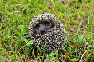 a hedgehog is curled up in the grass photo
