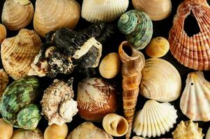 a collection of shells on a black background photo