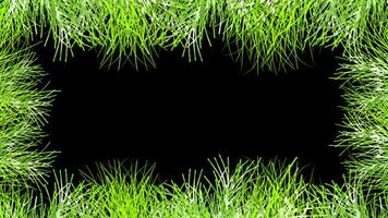 summer leaf grass frame loop Animation video transparent background with alpha channel