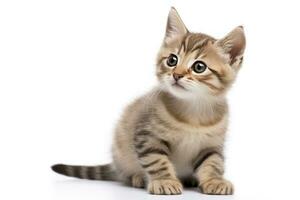 AI generated Playful funny kitten looking up isolated on a white background. AI Generated photo