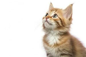 AI generated Playful funny kitten looking up isolated on a white background. AI Generated photo